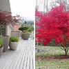 Piantare Giardino