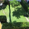 Potare O Tagliare Alberi