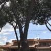 Potare O Tagliare Alberi