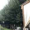 Potare Alberi