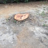 Potare O Tagliare Alberi