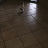 Installare Gattaiola