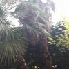 Potatura giardino