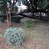Potare O Tagliare Alberi