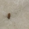 Disinfestazione da Insetti