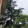 Potare O Tagliare Alberi