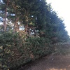 Potare O Tagliare Alberi