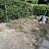 Potare O Tagliare Alberi