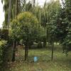Potare O Tagliare Alberi