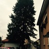 Potatura albero