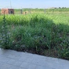 Piantare Giardino