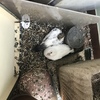Pulizia Guano Piccioni