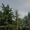 Abbattere una decina di alberi ad alto fusto