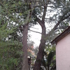 Abbattimento di due alberi, con l'ausilio di cestello