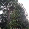 Abbattimento pino e magnolia