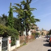 Taglio albero 10 metri