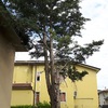 Potare O Tagliare Alberi