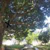 Potare O Tagliare Alberi