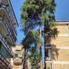 Potare O Tagliare Alberi