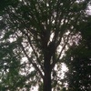 Potare O Tagliare Alberi