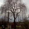 Potatura alberi