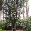 Potatura albero alloro