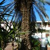 Abbattimento palma