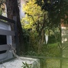 Potare O Tagliare Alberi