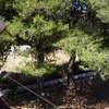 Potare Due Alberi
