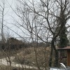 Potare O Tagliare Alberi
