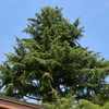 Potare O Tagliare Alberi