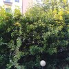Manutenzione Giardino