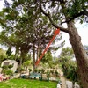 Potare O Tagliare Alberi