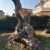 Potare O Tagliare Alberi