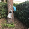 Potare O Tagliare Alberi