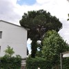 Potatura albero alto fusto