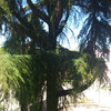 Abbattimento albero alto fusto