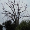 Abbattimento albero secco e pericoloso