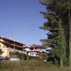 Potare O Tagliare Alberi