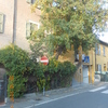 Potare O Tagliare Alberi