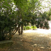 Pulizia e Potatura In Giardino Condominiale