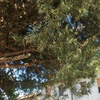 Potare O Tagliare Alberi