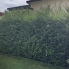 Manutenzione Giardino