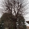 Potare due alberi di circa 8 metri