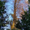Potare O Tagliare Alberi