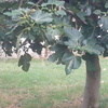 Sistemazione giardino