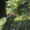 Manutenzione Giardino