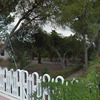 Potare O Tagliare Alberi