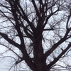 Potare o tagliare alberi