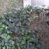 Eliminare edera in giardino